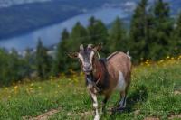 Götzfried-Almhütte - Alleinlage mit Panoramablick am Millstätter See - B&B Spittal an der Drau