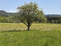 Gîte Le Milpa - Bed and Breakfast Brouvelieures