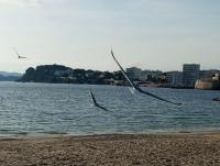 Appartement Fort Lamalgue - B&B Tolón