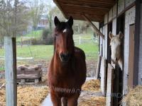 La Bergerie - maison chaleureuse pour 7 personnes - Ferienwohnung Erquelinnes