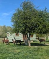 Shepherds hut surrounded by alpacas and ponies - B&B Norwich
