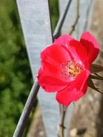 Elena's apartment - B&B Pordenone