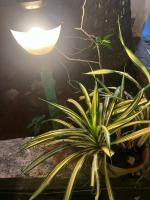 Muthu Seaview Residency - B&B Kalabam