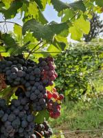 Beautiful private house among the Moscato vineyards - Bed and Breakfast Camo
