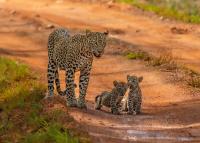 Yala Eco Shine - B&B Tissamaharama