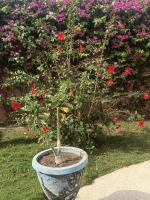 Keur baobab - Bed and Breakfast Ngaparou