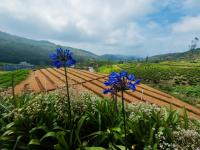 The Crown's Lodge Misty Hills Hideaway Nuwara Eliya - B&B Nuwara Eliya