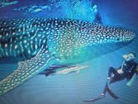 ROYAL VILLAGE inn Dhangethi Maldives - Chambres d’hôtes Dhangethi