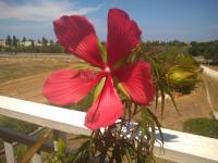 Camera singola in affitto con bagno privato interno - B&B Montenero di Bisaccia