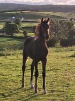 Bragan Mountain View - B&B Monaghan