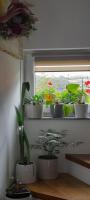Sobe za odmor Sandra - B&B Donja Stubica