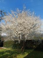 Appartamento Oliver - B&B Colle di Buggiano