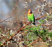 Ama's Self Catering - B&B Windhoek