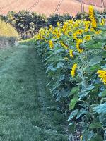 The Barn, Wolds Way Holiday Cottages, 2 bed ground floor - B&B Cottingham