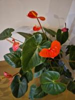 Zen Garden Palace - B&B Ella Town