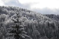 Cabin & Apartment Kopaonik - B&B