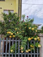 Casa delle Rose - sulla via per Assisi - Ferienwohnung Bastia umbra