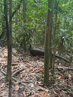Sumatra Orangutan Tours Orangutan Trekking with Airport Pick Up Drop Off and Accommodation Trekking Required for All Bookings - Chambres d'hôtes Bukit Lewang