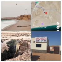 Seeing Turtles At Ras al jinz Hospitality - B&B Junayz al Janūbī