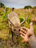 Devilmountain kabana - B&B Bandarawela