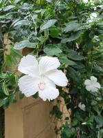 The Blues female hostl - B&B Alleppey