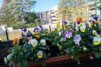 BB Cadore casa vacanza - Bed and Breakfast Varese