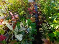 ChiGhaya Guest House - Bed and Breakfast Lawean