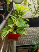 ChiGhaya Guest House - Ferienwohnung Lawean