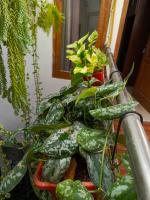 ChiGhaya Guest House - Ferienwohnung Lawean