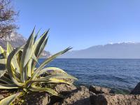 Appartamenti del Porto - Bogliaco Lago di Garda - Chambres d'hôtes Gargnano