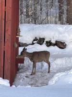 Abenteuer, Wildnis und Erholung - B&B Mosätt