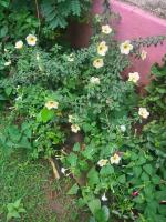 First Alleppey homestay - B&B Alleppey