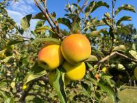 Orchard w Creek Fish Pond Private Trails & More - Bed and Breakfast Rileyville