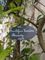 La rose d'Alfred - B&B Chédigny