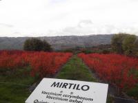 Quinta dos Carvalhais - Serra da Estrela - B&B Fornos de Algodres