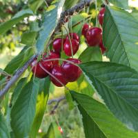 BiRo-Apartments - B&B Zalavár