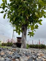 Nature Escape Tenerife - Chambres d’hôtes San Miguel De Abona