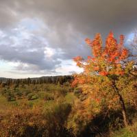 Agriturismo Alle Rose - B&B Volterra