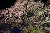 Suehirokan - B&B Tagami