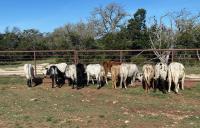 Around the Bend Bungalow - Ferienwohnung Fredericksburg
