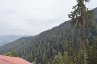Nature Heaven Homestay - B&B Mashobra