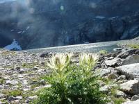 Le Perce Neige - B&B