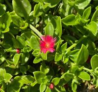 Spacious n comfortable Aloe Vera farm house - Bed and Breakfast Chios