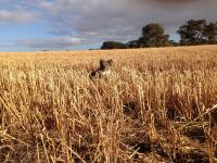 Wedgetaildown - B&B Brandon