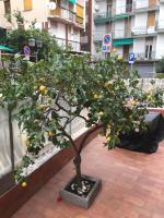Casa nonna Angela - B&B Alassio