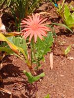 Avalon Cottages - B&B Barberton