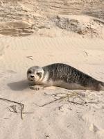 La marée - B&B Étaples