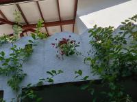 Antica 91 Villa - B&B Galle