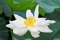 Deluxe Familienzimmer