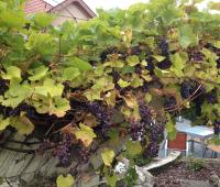 Ferienwohnung Baars - B&B Bad Sachsa